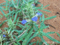 Blepharis linariaefolia fullplant4.jpg